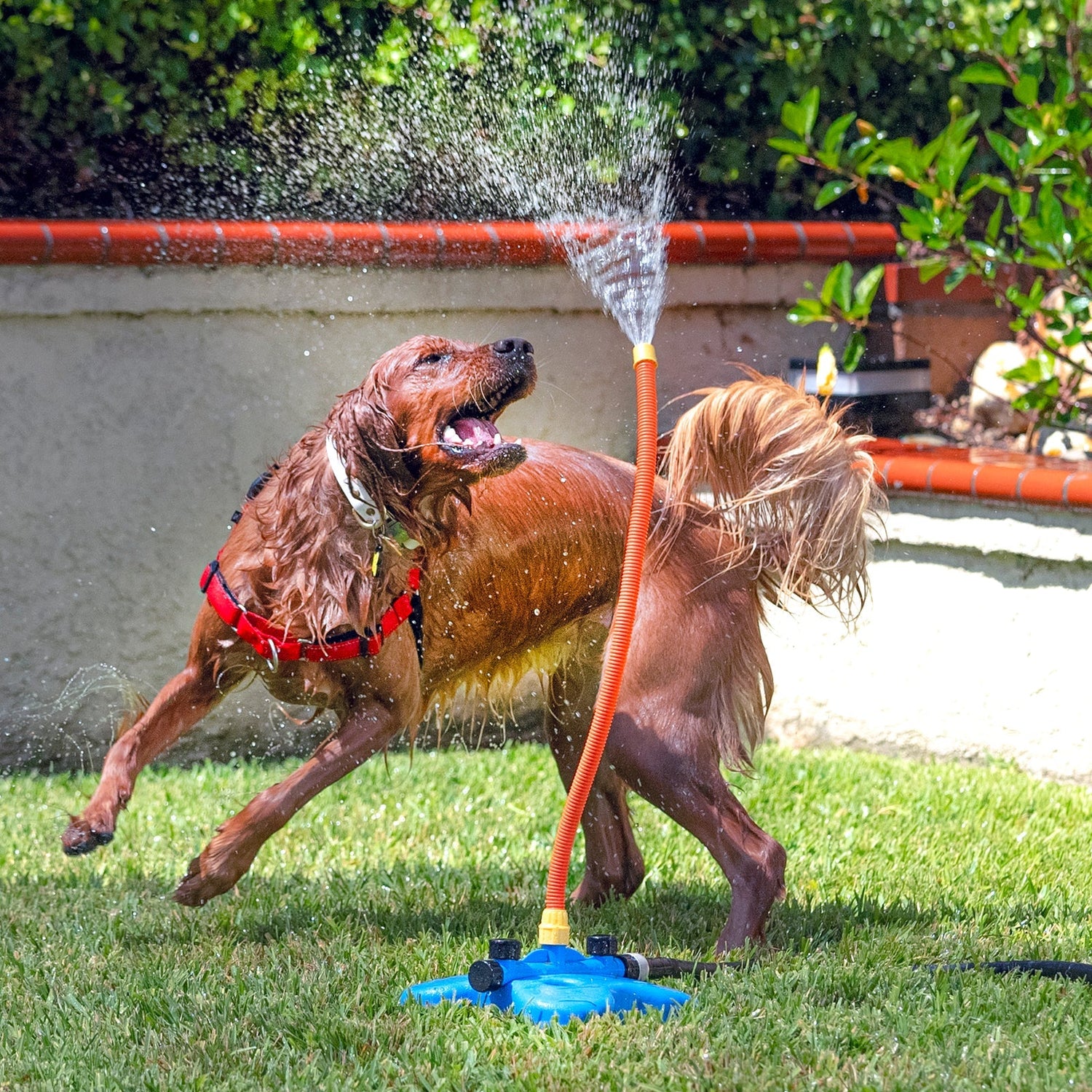 Outdoor Pet Toys