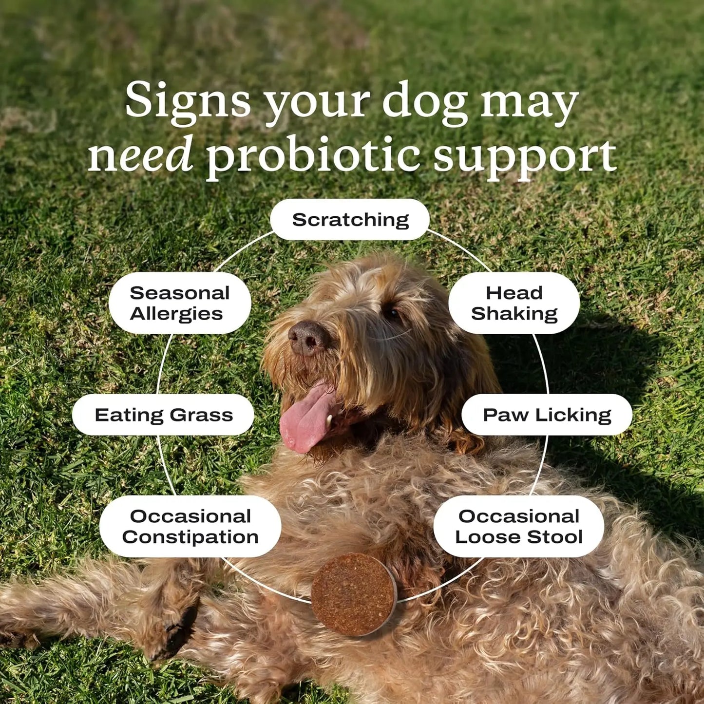 Dental Powder & Probiotics for Small Dogs: Effortless Clean, Gut Health, Allergy Support in 1 Scoop