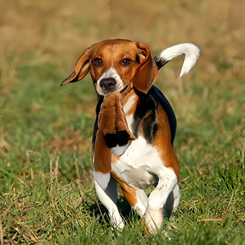 Pet dog toys, durable chew-resistant squeaky plush supplies for medium and large pets